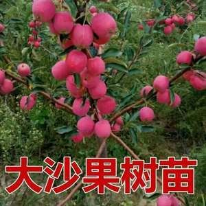 耐寒果树沙果鸡心果小苹果树苗海棠果花红果树冬红果苗南北方种植 - 图3