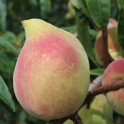 应季现摘红心紫肉红桃水果新鲜血桃水蜜桃子孕妇孩子水食用农产品,淘宝优惠券,粉丝福利购,淘宝优惠卷