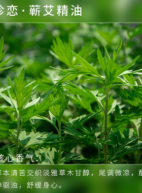 珍恋蕲艾精油纯单方蕲春艾叶精油