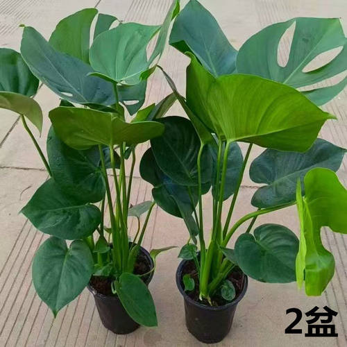 龟背竹大叶开背盆栽室内客厅绿植土培水培四季常青花卉净化空气 - 图1