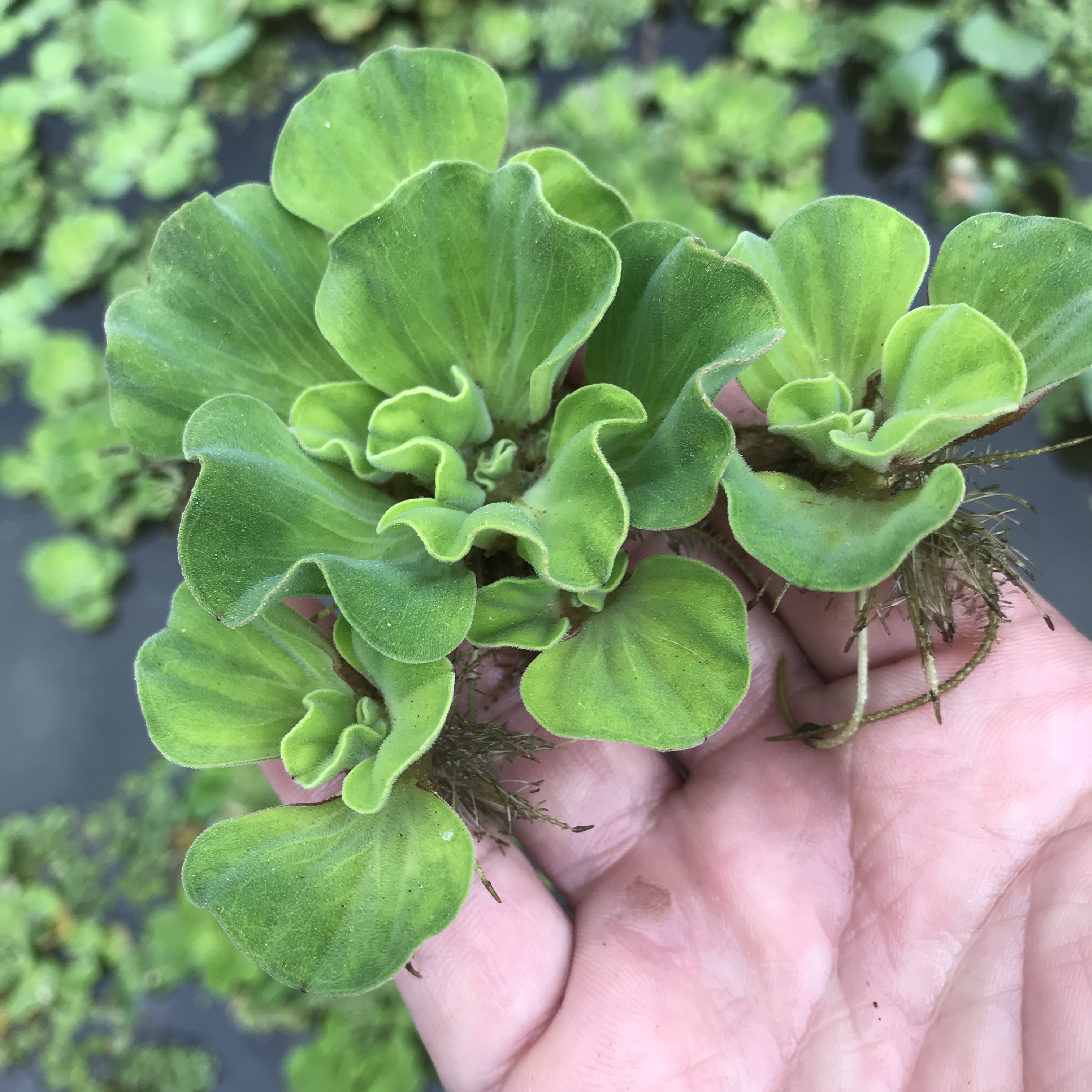 养鱼养龟鱼缸小浮萍水草水芙蓉水培水生植物种子龟缸绿植水族造景