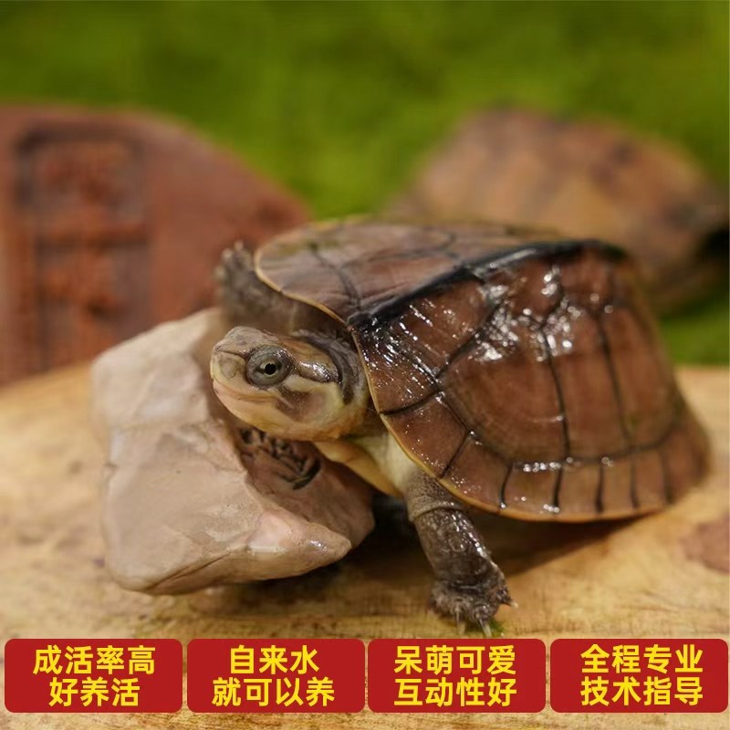 纯种石金钱龟  长寿龟 宠物观赏龟 小乌龟活物乌龟草龟中国本土龟,淘宝优惠券,粉丝福利购,淘宝优惠卷