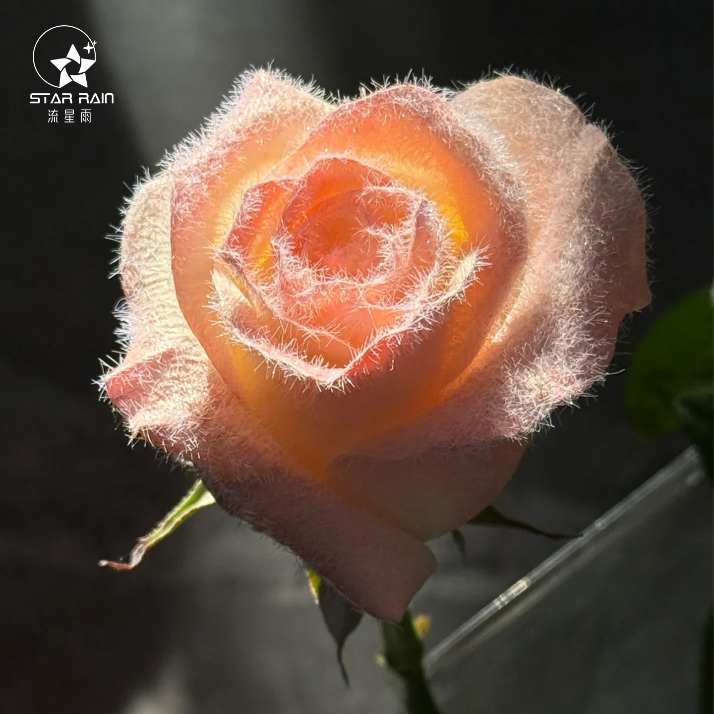 流星雨玫瑰植绒粉毛绒粉雪粉鲜花花束配饰装饰diy材料花艺资材,淘宝优惠券,粉丝福利购,淘宝优惠卷