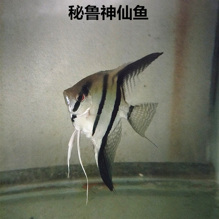 淡水小型热带鱼七彩神仙鱼燕鱼秘鲁黑白鱼红头玻璃鱼神上海 小麦优选