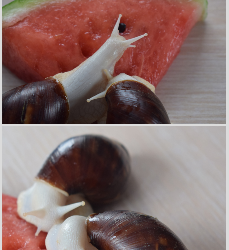 白玉蜗牛宠物活体巨型大蜗牛宠物观赏学生科学实验教学易养活带盒