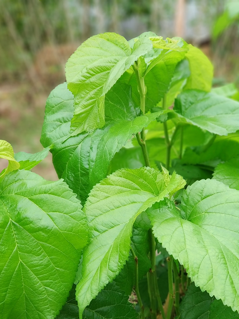 桑叶新鲜蚕宝宝鲜嫩学生养蚕现摘桑蚕食物蚕卵活蚕嫩叶大叶批斤包 - 图2