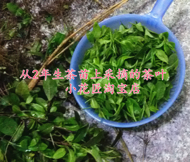 精品碧螺春茶叶树苗 盆栽绿茶苗带盆发货 庭院茶树苗无假货 - 图2