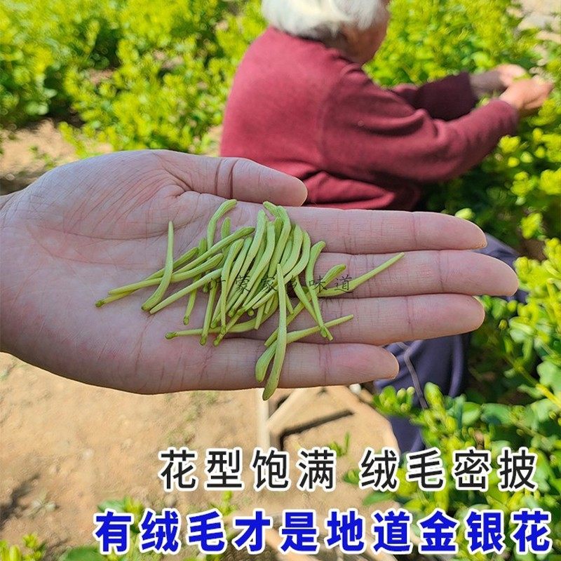 山东临沂正宗平邑金银花自然晾晒带绒毛干花婴儿洗澡花草茶中药材,淘宝优惠券,粉丝福利购,淘宝优惠卷