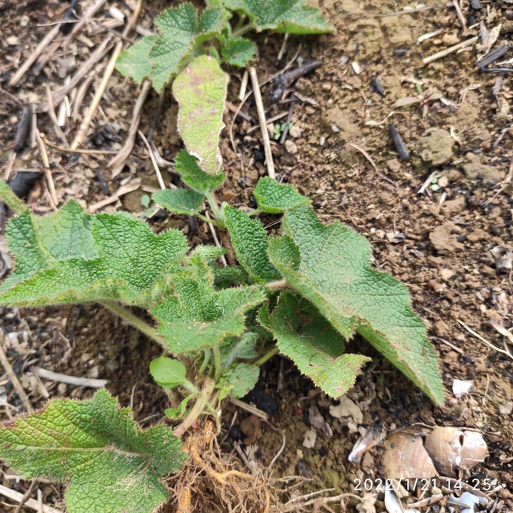 粗叶悬钩子苗大叶蛇泡簕八月泡中草药藤叶狗头泡老虎泡植物观叶 - 图1