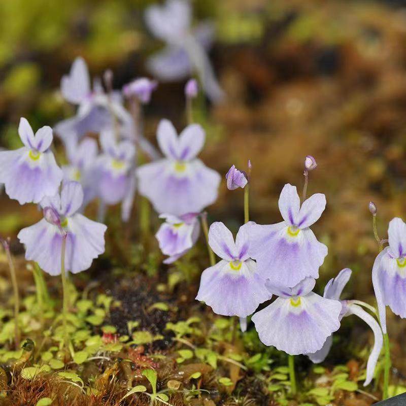 小白兔狸藻苔藓雨林缸微景观办公室水培食虫植物盆栽捕蝇草挖耳草,淘宝优惠券,粉丝福利购,淘宝优惠卷