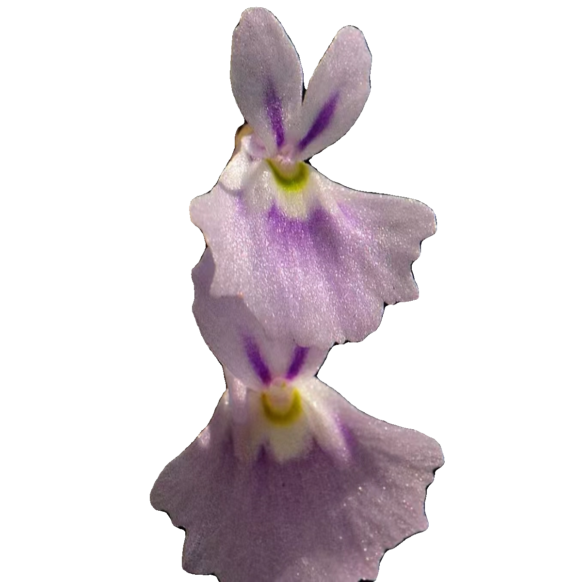 小白兔狸藻苔藓雨林缸微景观办公室水培食虫植物盆栽捕蝇草挖耳草,淘宝优惠券,粉丝福利购,淘宝优惠卷