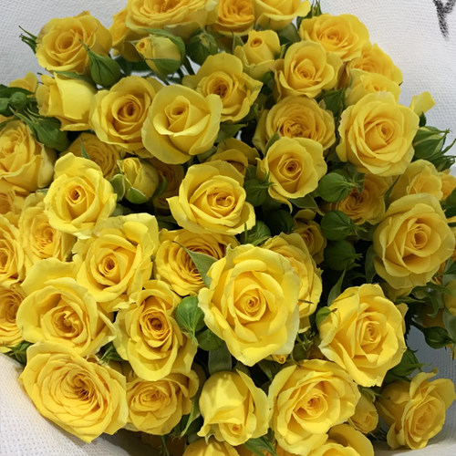 多头小玫瑰泡泡云南直发鲜花花束速递同城橙色芭比巧克力鲜花 - 图2