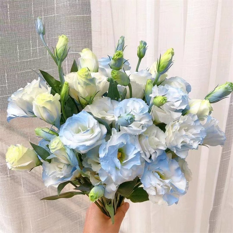 喷色碎冰蓝洋桔梗云南昆明基地直发新鲜插花家用水养真花鲜切花束,淘宝优惠券,粉丝福利购,淘宝优惠卷