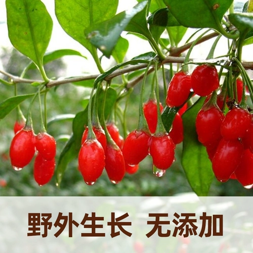 [Выберите 5 штук из 99 юаней] Ningxia Specialty Red Wolfberry Authentic Zhongning может свободно вымыть чай Wolfberry Tea Men и суп Wolfberry
