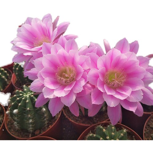 开大花短毛丸绯花玉仙人球会玉翁仙人掌植物盆栽室内花卉多肉盆景