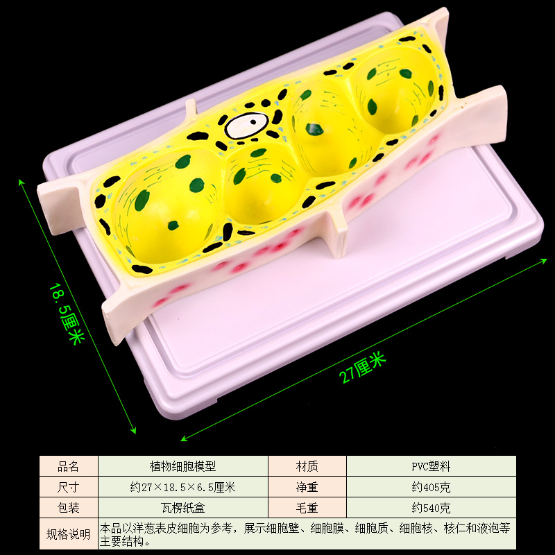 植物细胞模型洋葱表皮细胞显微放大模型细胞壁细胞质细胞核核仁叶绿体线粒体液泡高中生物实验器材教学仪器-图0