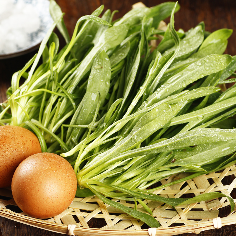 面条菜新鲜羊蹄颗野菜现挖山东特产柳叶菜非蒲公英荠菜清明苜蓿菜