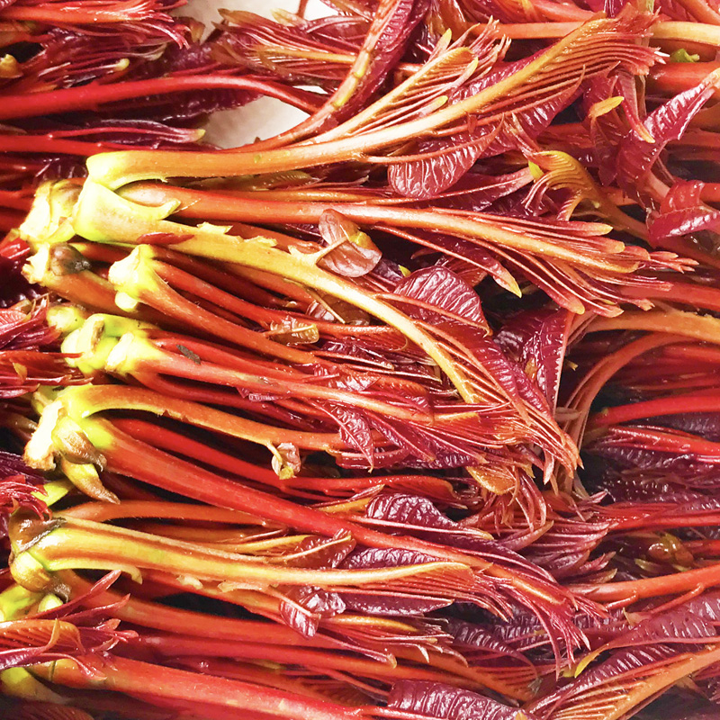 现货秒发香椿芽新鲜香春芽菜顺丰2025头茬四川红油香椿头春芽叶苗