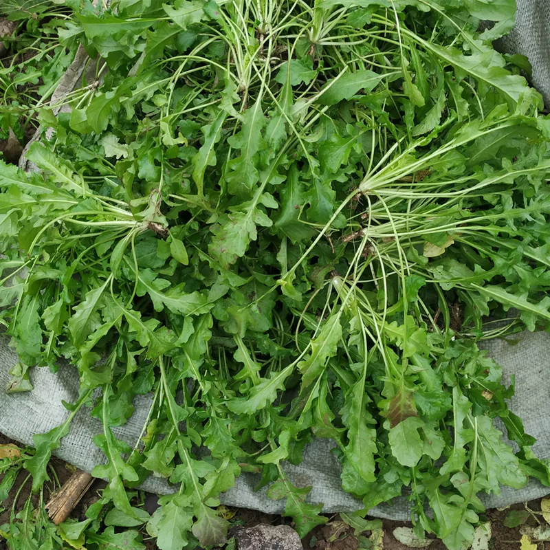 荠菜新鲜野生现挖农家现摘现发荠菜做混沌水饺春卷野菜顺丰包邮