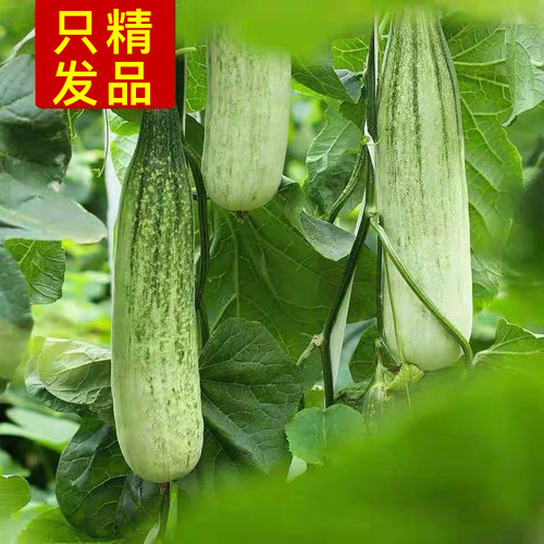山东羊角蜜甜瓜新鲜5斤小香瓜包邮10羊角脆整箱蜜瓜时令水果 - 图2
