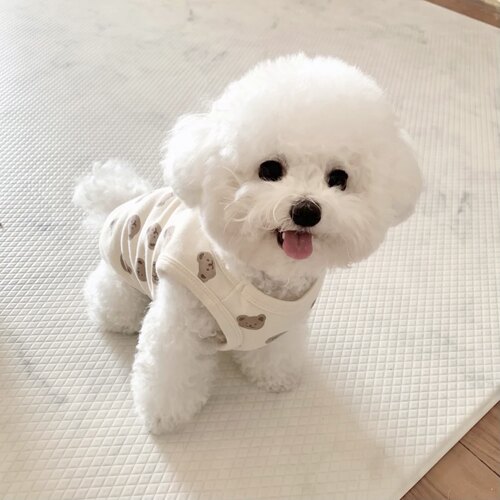 比熊犬 幼犬飞耳比熊纯种幼崽小体比熊狗狗茶杯犬 上海秋名山犬舍 - 图2