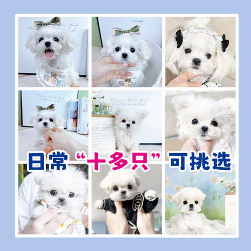 纯种马尔济斯幼犬韩版双血统宠物狗狗标体小体超小体上海cku犬舍 - 图0