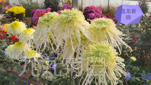 瑞云殿国华圣者盆栽重球形花苗室内阳台开花植物带花卉花期长耐寒 - 图0