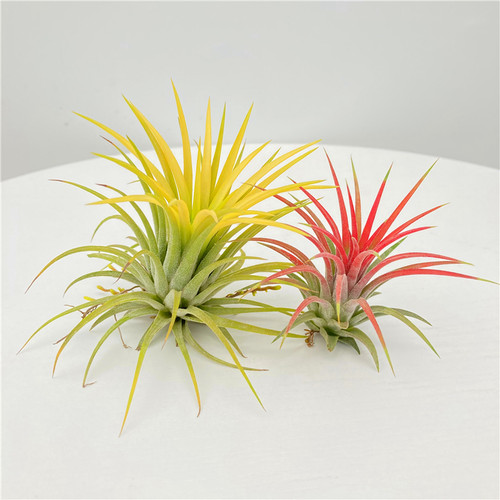 空气凤梨Tillandsia 无土桌面懒人绿植儿童礼物趣味迷你小盆栽 - 图0