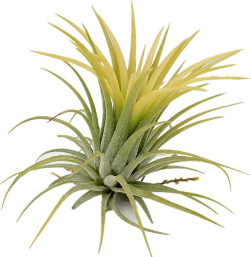 空气凤梨Tillandsia 无土桌面懒人绿植儿童礼物趣味迷你小盆栽 - 图3