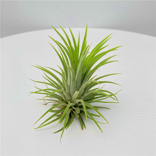 空气凤梨Tillandsia 无土桌面懒人绿植儿童礼物趣味迷你小盆栽 - 图2