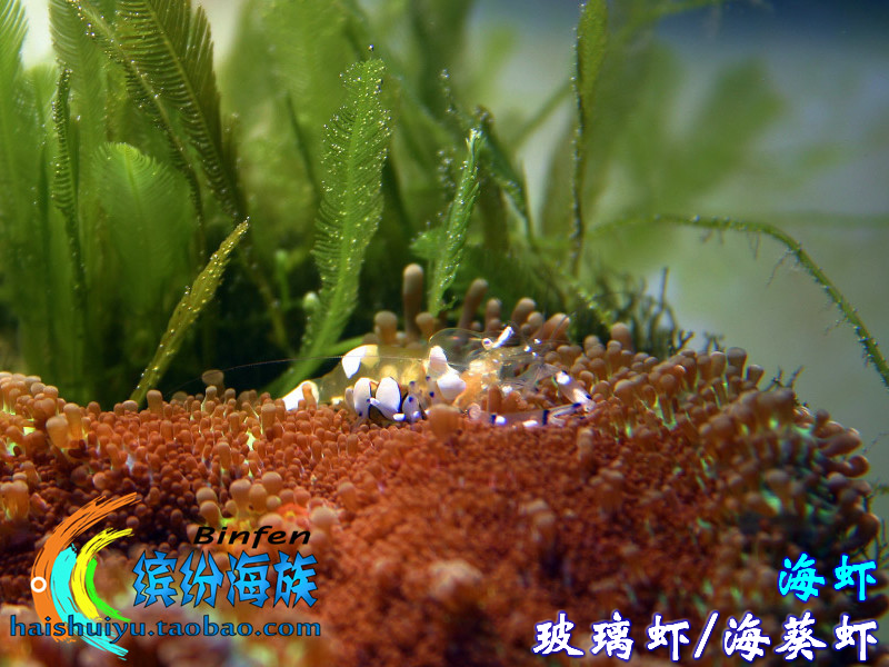 热卖活体海水鱼海葵虾小丑虾贵宾虾红枪虾虎纹枪虾薄荷虾假绵羊虾-图3