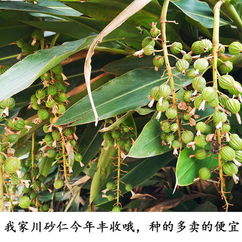 川砂仁沙仁香砂 砂仁优质四川特产炖肉卤菜调料500g香料大全 - 图0
