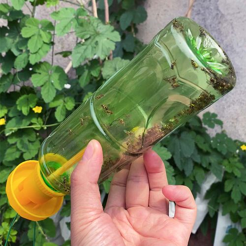 果蝇引诱诱捕器果园引诱剂药水植物果园柑橘桔小实蝇针蜂瓜蝇诱药 - 图3