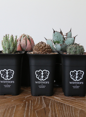 wos植物美学潮流花盆塑料日式