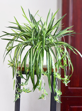 仿真水仙吊兰盆栽花藤条绿色植物