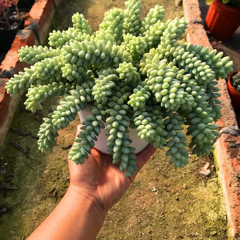 玉坠多肉植物玉缀瀑布悬崖老桩群生含盆带土栽好发货室内防辐射-图1