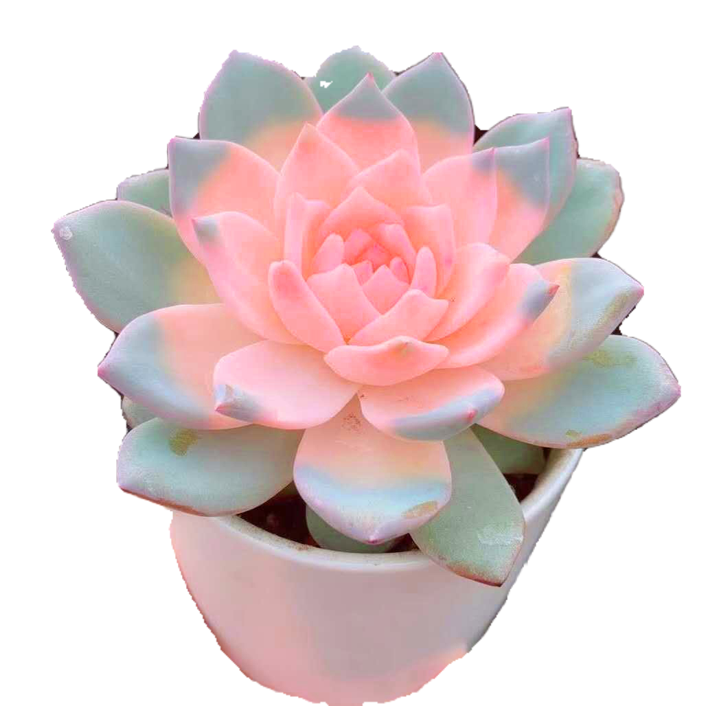 多肉植物大颗彩色粉蓝鸟室内好养不褪色绿植花卉盆栽阳台防辐射 - 图3