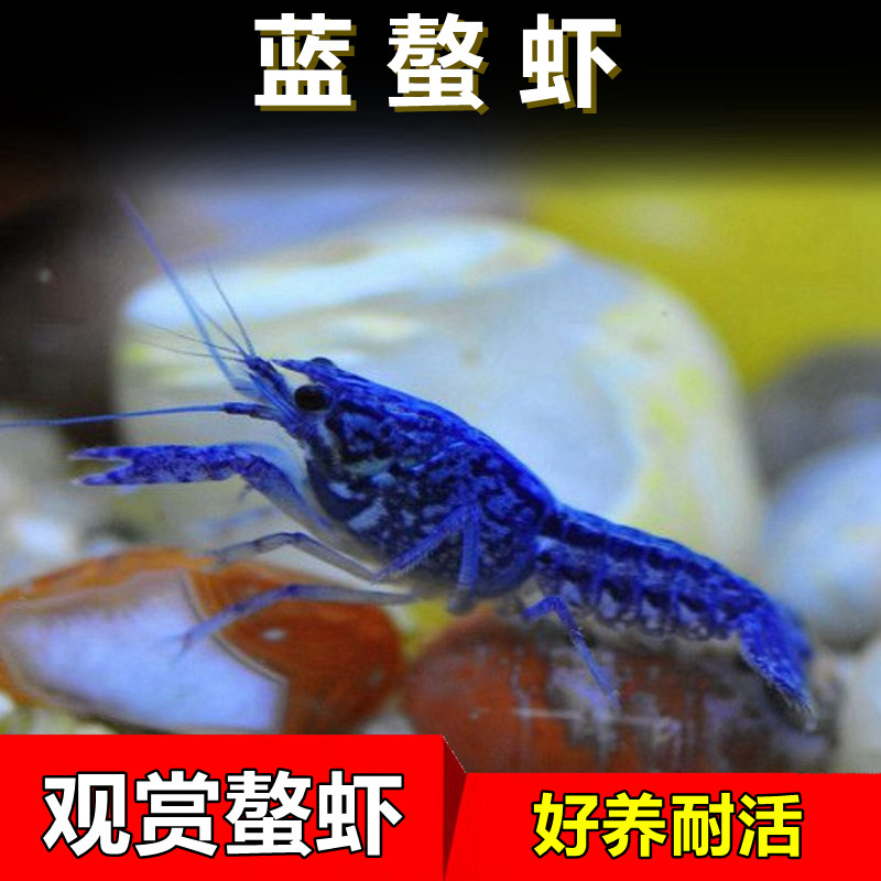 蓝鳌虾观赏虾淡水小龙虾冷水族宠物虾活体佛蓝螯虾天空蓝魔虾包邮