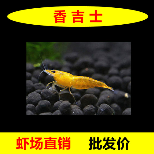 金背黄金米虾观赏虾淡水晶虾除藻鱼缸宠物虾香吉士冷水七彩色小虾 - 图2