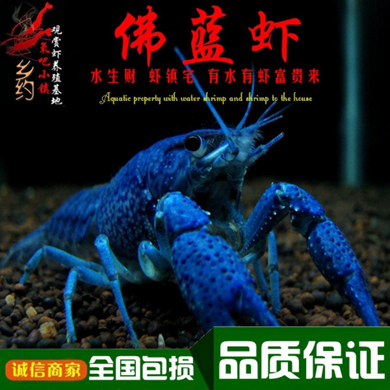 蓝鳌虾观赏虾淡水小龙虾冷水族宠物虾活体佛蓝螯虾天空蓝魔虾包邮
