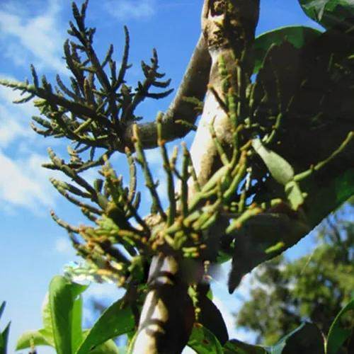 普洱景迈古树螃蟹脚云南特产香气足回甘甘甜味道纯正纯料春茶批零,淘宝优惠券,粉丝福利购,淘宝优惠卷