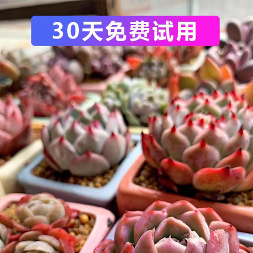 正阳全光谱led多肉补光灯家用上色快防徒长仿太阳光花卉植物生长 - 图1