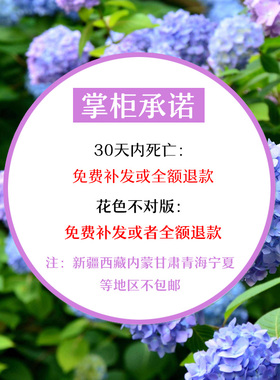 耐寒10年老桩无尽夏绣球花苗阳台庭院盆地栽种植室内八仙花苗植物