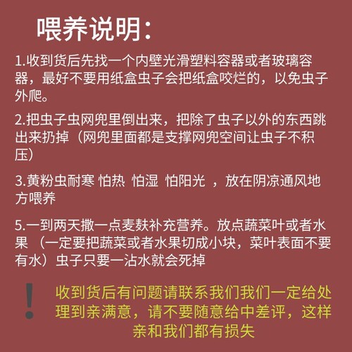 鲜活虫鱼饲料种虫活体面包虫一斤龙鱼八哥画眉鸟血鹦鹉宠物活虫 - 图2