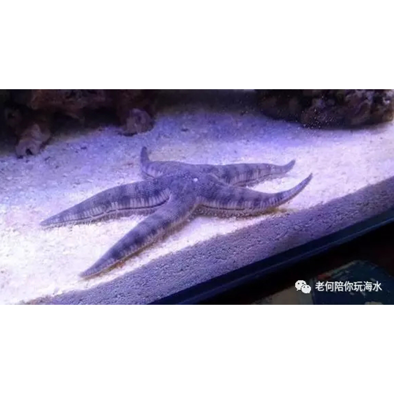 翻砂海星水族海缸翻砂生物灰海星工具海星维持底沙干净-图2