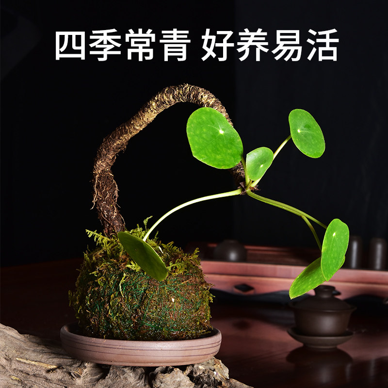 苔藓球室内水培植物兰花石斛迷你盆栽创意室内办公室客厅桌面观赏,淘宝优惠券,粉丝福利购,淘宝优惠卷