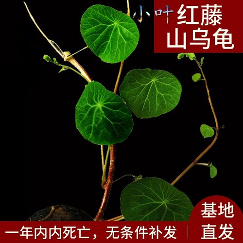 精选红藤山乌龟金不换植物办公室内外易活花卉种水培爬藤绿植盆栽 - 图0