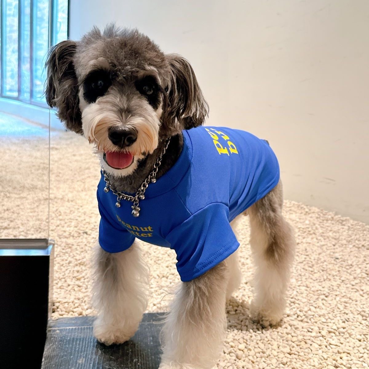 春秋冬新款狗狗衣服潮牌透气雪纳瑞泰迪比熊博美茶杯犬衣服可爱,淘宝优惠券,粉丝福利购,淘宝优惠卷