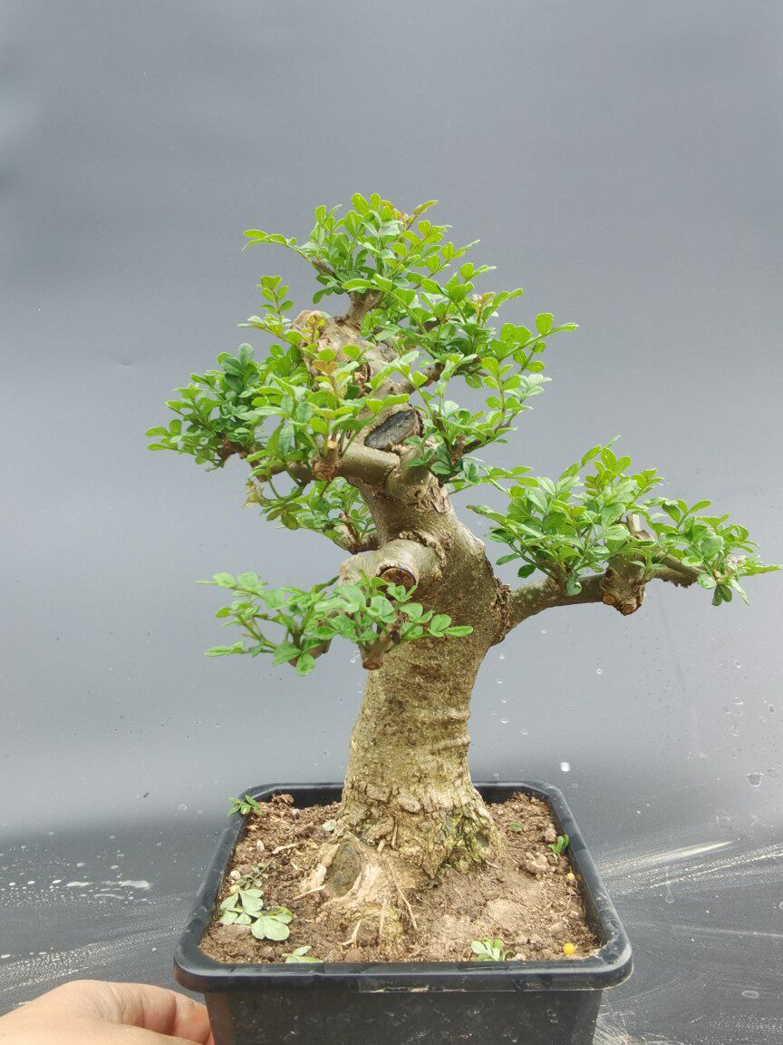 碧玉妆对节白蜡盆景003一物一拍小老桩矮霸文人悬崖下山熟桩微型