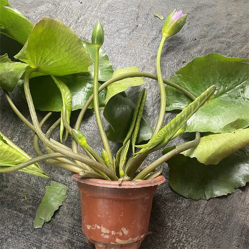 睡莲水培植物带花苞发货四季池塘鱼缸水生植物庭院莲花荷花苗 - 图3